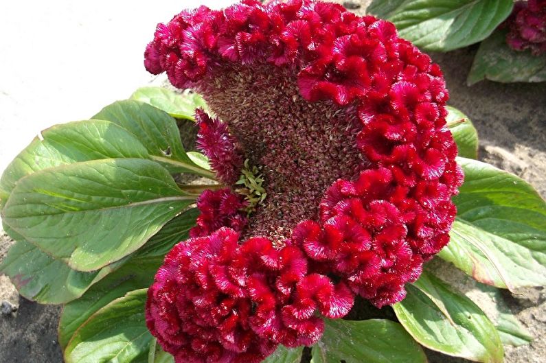 Celose Care - Fertilizers and Feeding