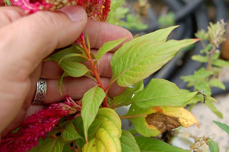 Celosia - Diseases and Pests