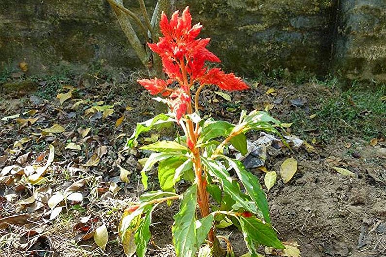 Celosia - Diseases and Pests