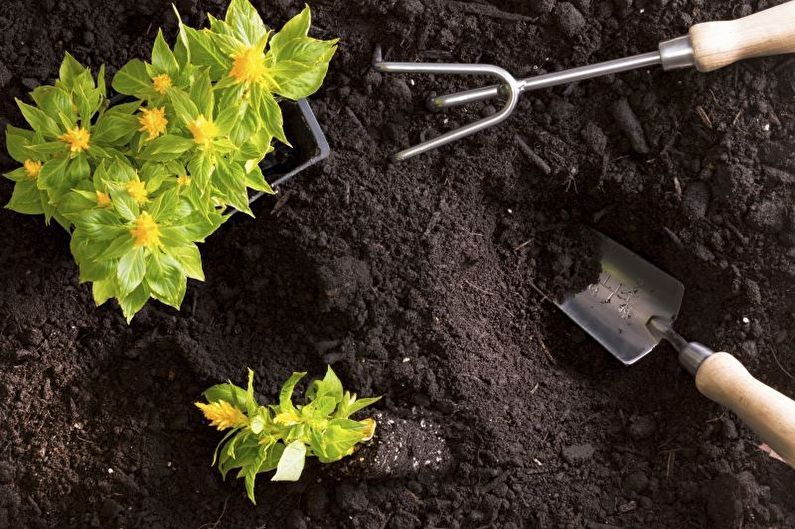 How to transplant celosia