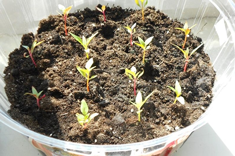 Propagation of celosia at home