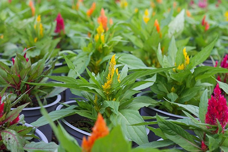 Propagation of celosia at home