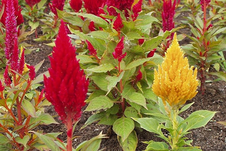 Celosia - photo