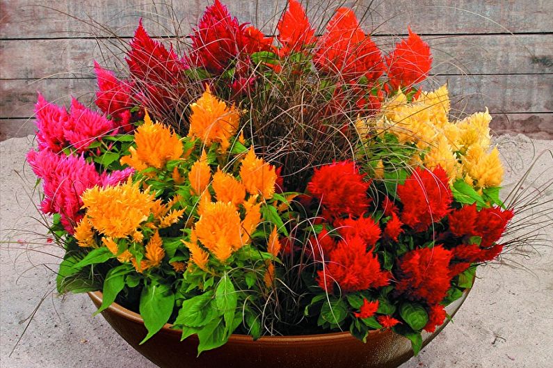 Celosia - photo