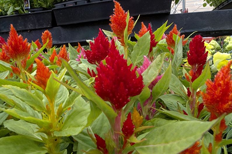 Celosia - photo