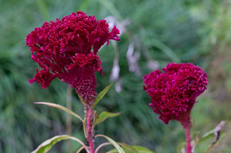 Celosia - photo