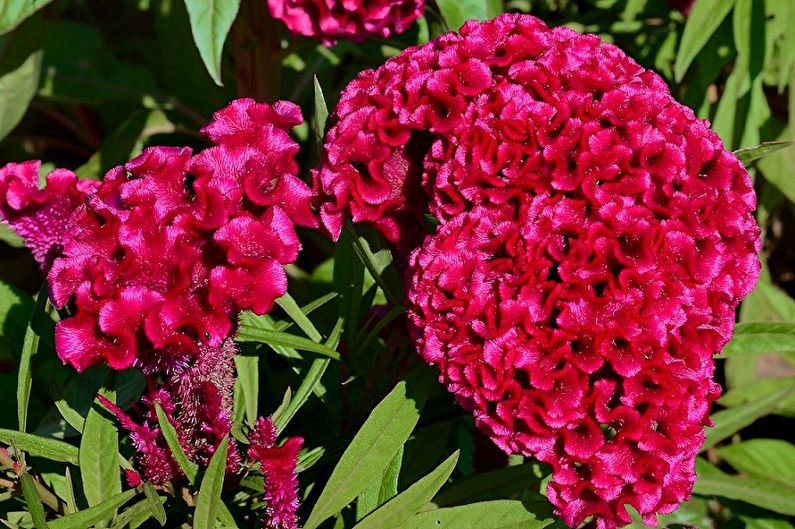 Celosia - photo