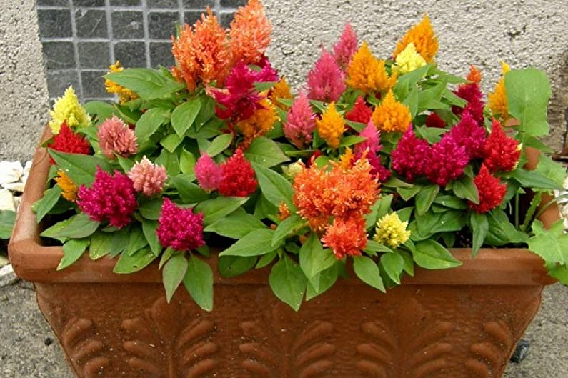 Celosia - photo