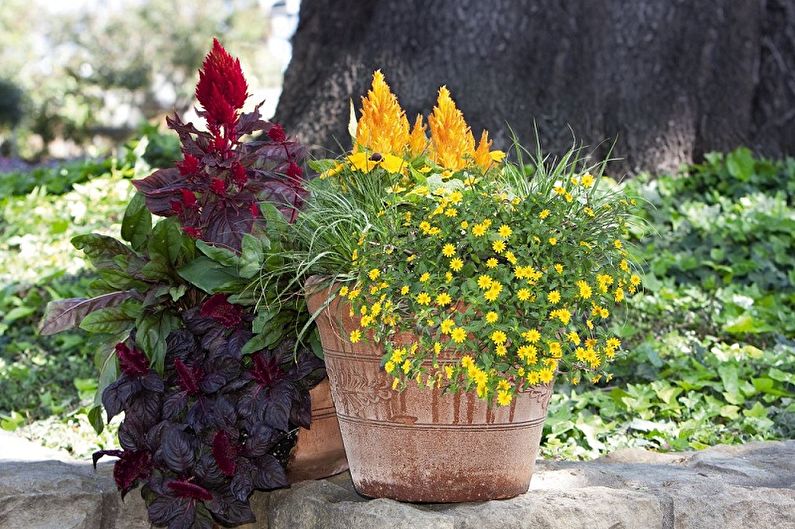 Celosia - photo