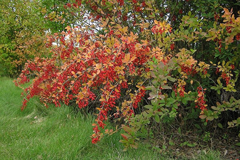 Barberry ordinary
