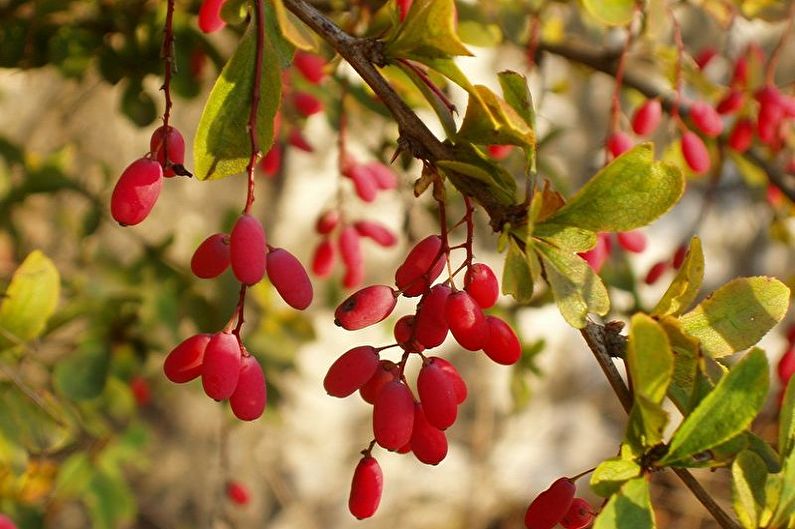 Barberry ordinary