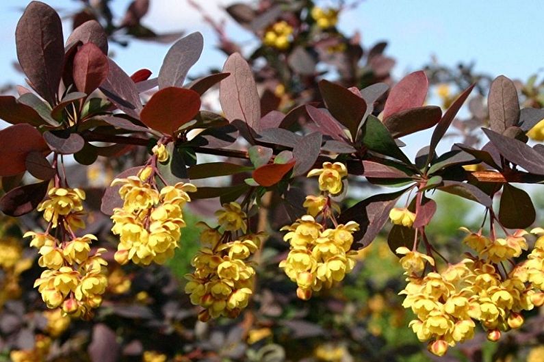 Barberry Care - Lighting