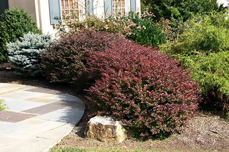 Barberry Care - Lighting