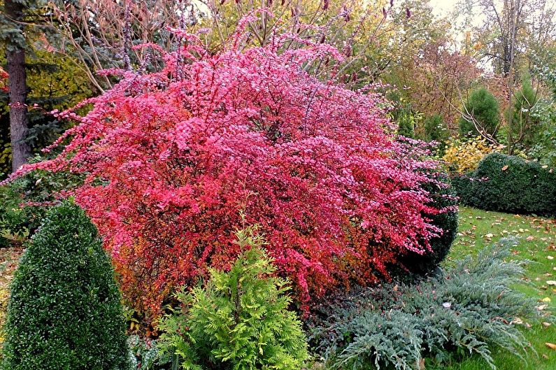 Barberry Care - Temperature