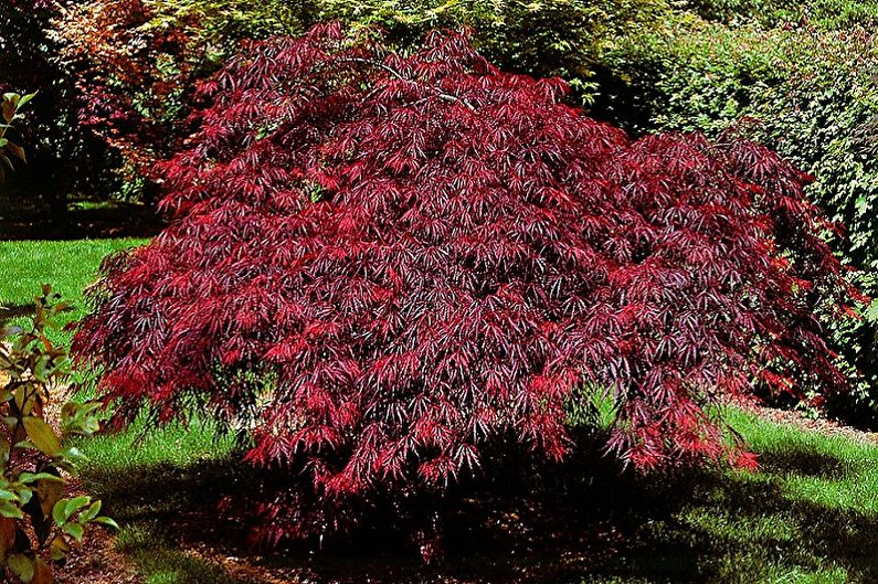 Barberry Care - Humidity