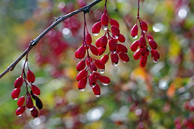 Barberry Care - Humidity