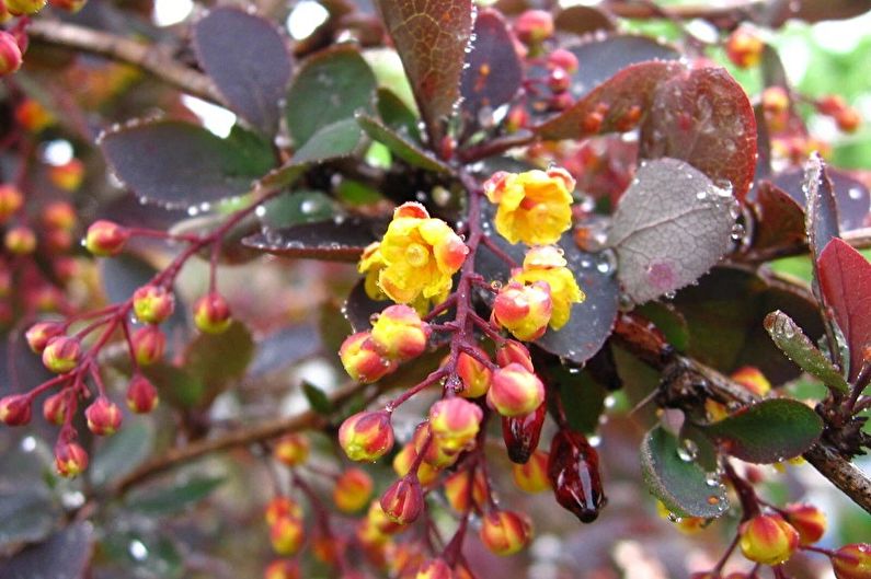 Barberry Care - Watering