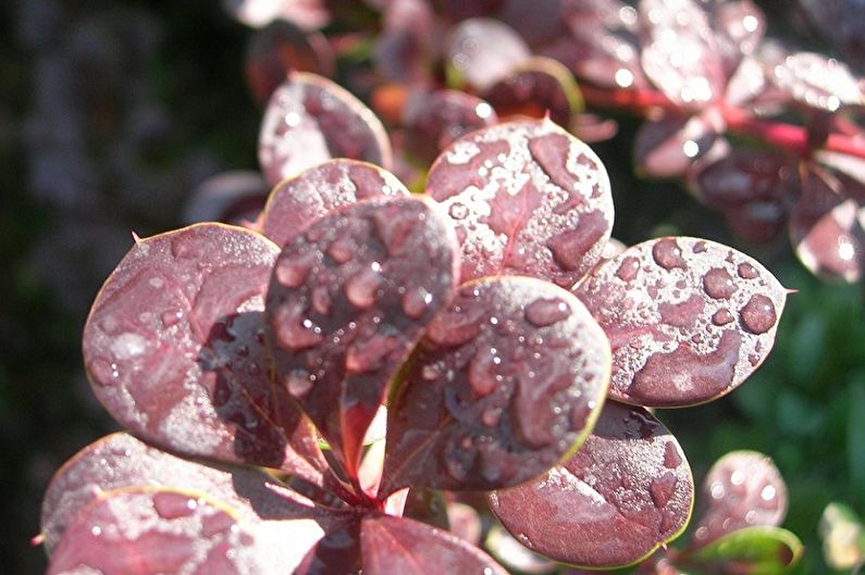 Barberry Care - Watering