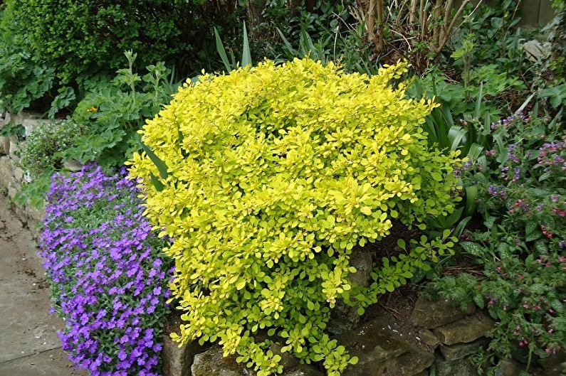Barberry Care - Fertilizers and Feeding