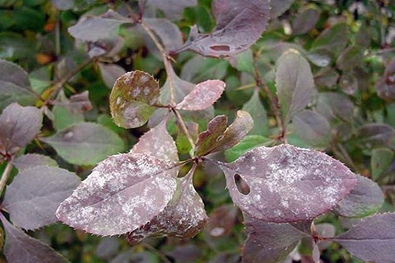 Barberry - Diseases and Pests