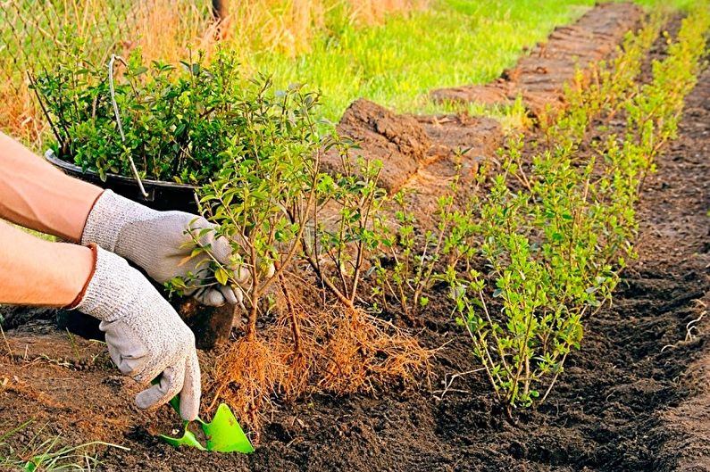 How to transplant barberry