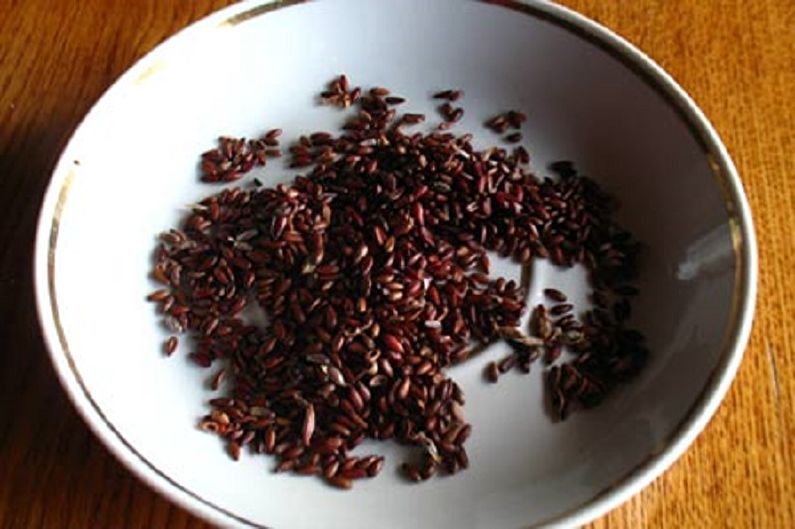 Propagation of barberry seeds
