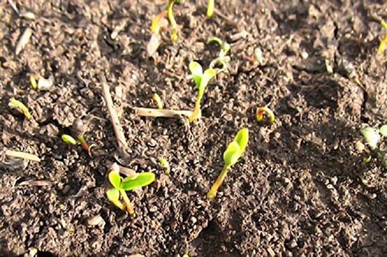 Propagation of barberry seeds