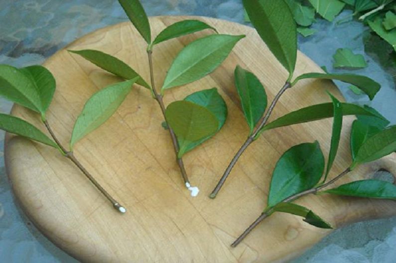 Propagation of barberry by cuttings