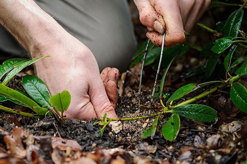 Propagation of barberry layering