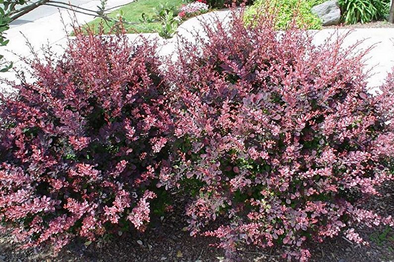Propagation of barberry by division