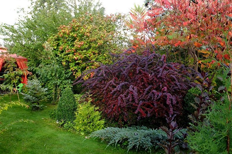 Barberry - photo