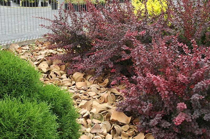 Barberry - photo