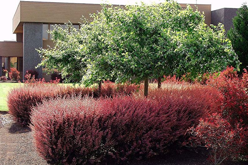 Barberry - photo