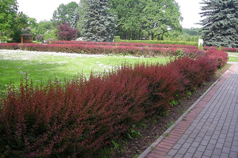 Barberry - photo