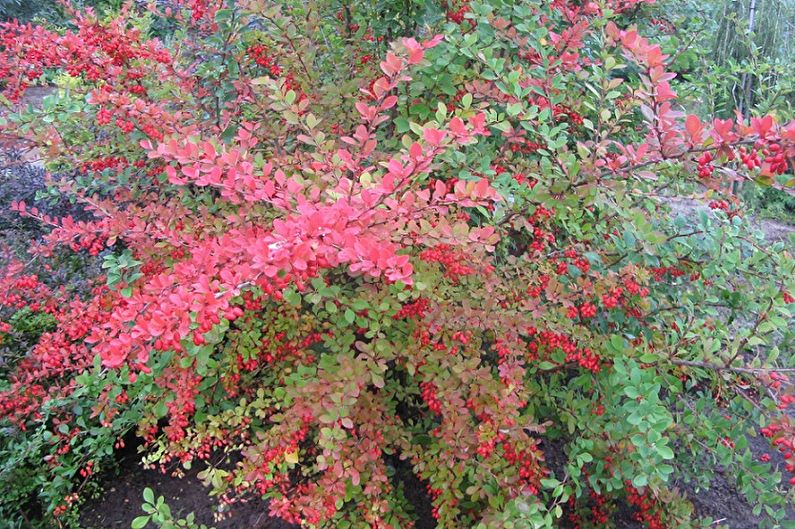 Barberry - photo