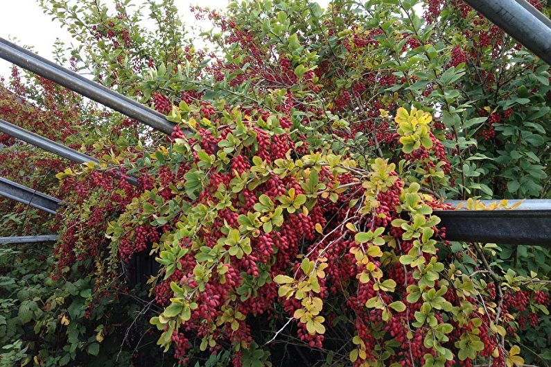 Barberry - photo