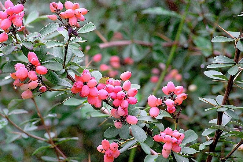 Barberry - photo