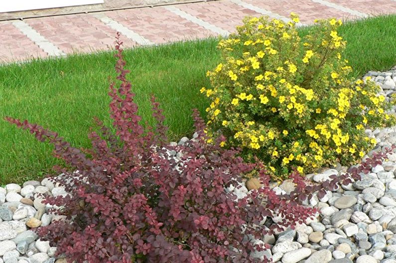 Barberry - photo