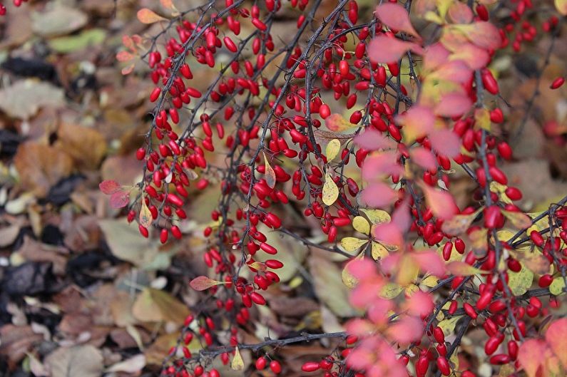 Barberry - photo
