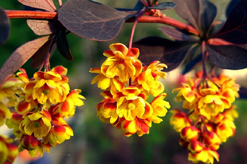 Barberry - photo