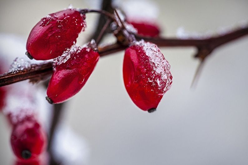 Barberry - photo