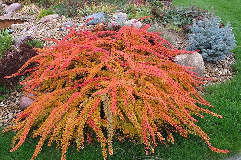 Barberry - photo