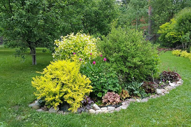 Barberry - photo