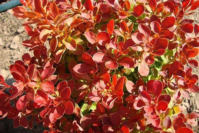 Barberry - photo