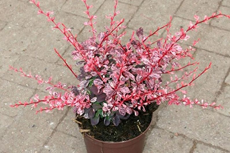 Barberry - photo