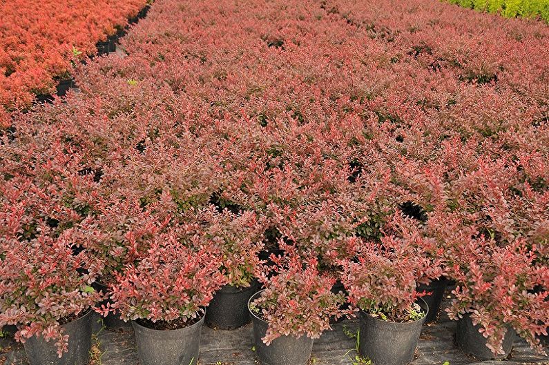 Barberry - photo