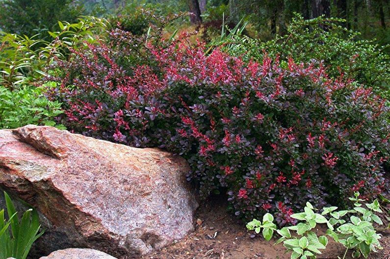 Barberry - photo