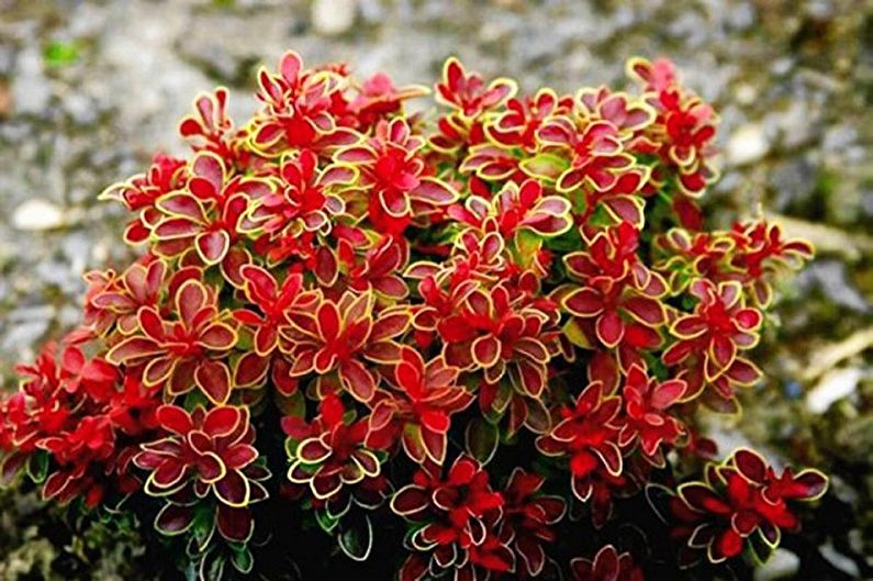 Barberry - photo