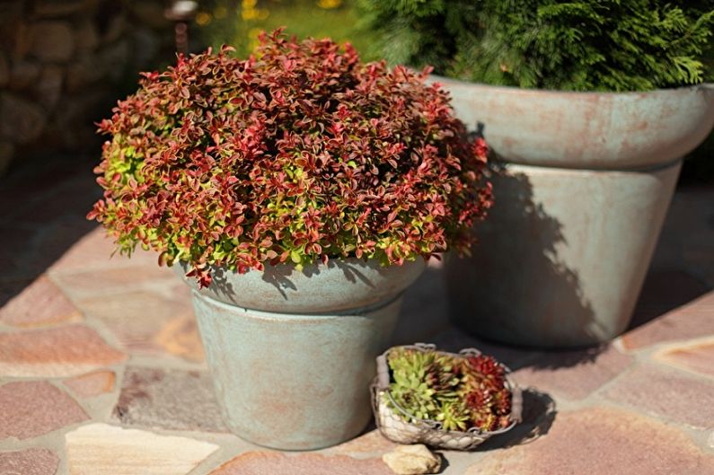 Barberry - photo