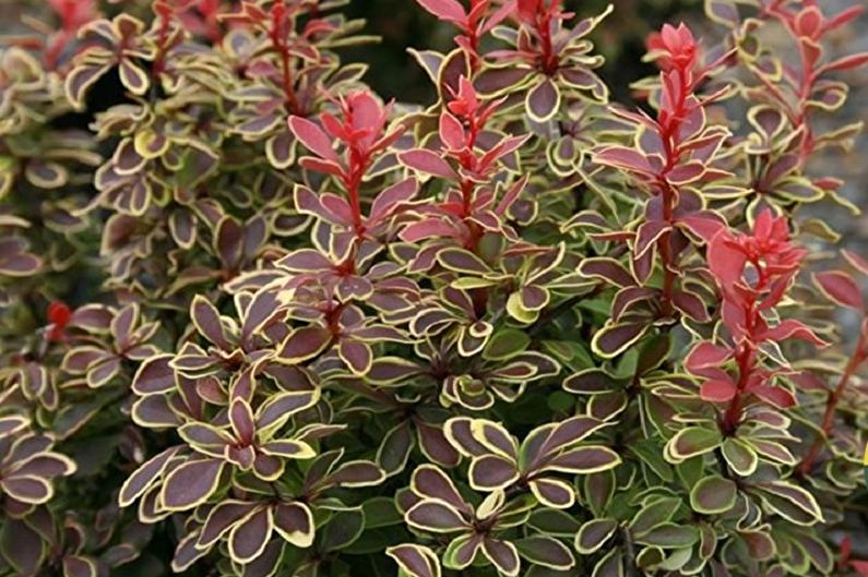Barberry - photo